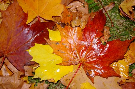 Autumn autumn season beautiful photo