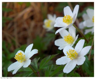 Windflower thimbleweed smell fox photo