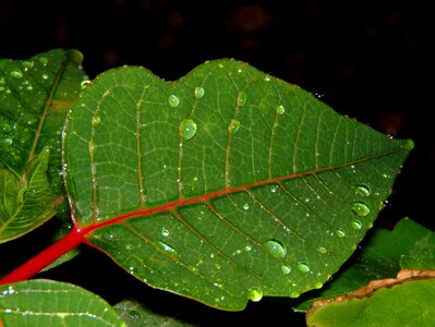 Leaf rain wet