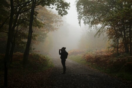 Fall fog forest photo