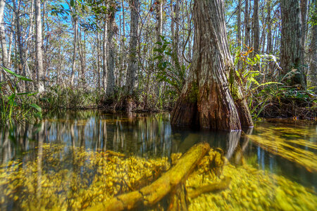 Big Cypress Mangrove Swamp photo