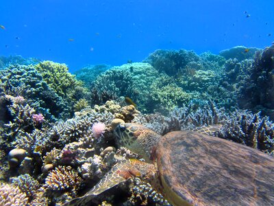 Underwater coral ocean