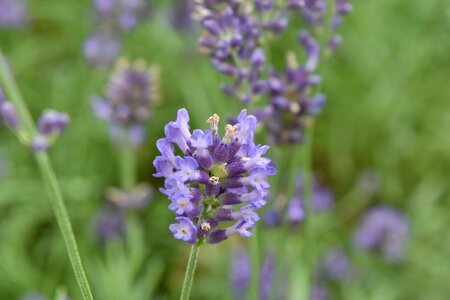 Aromatherapy grass lavender photo