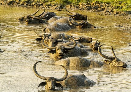 Mud animal kaziranga photo