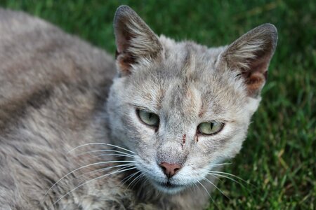Grey domestic cat nose photo