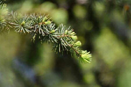 Conifer green leaves branch photo