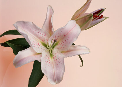 pink lily flower photo