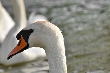 Waterfowl swan wildlife photo