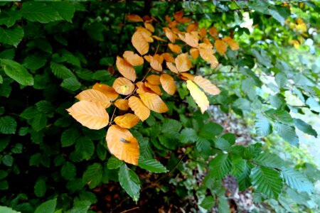 Autumn autumn season flora photo