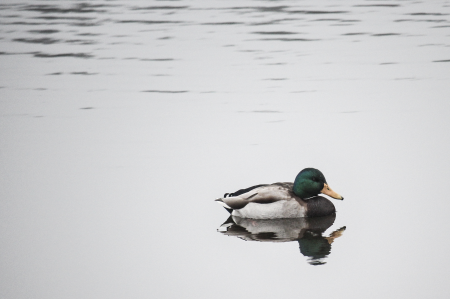 Mallard animals sweden