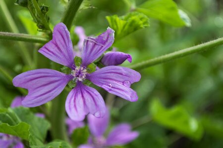 Beautiful Flowers bloom blooming photo