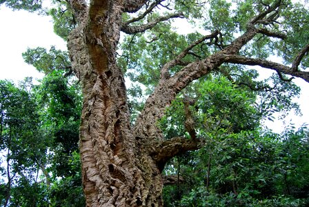 Cork cork oak tree photo