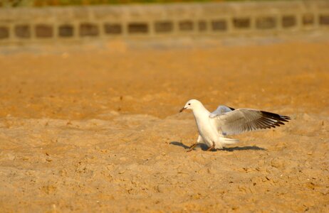 Creature flying fly