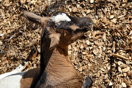 Goat head wildlife