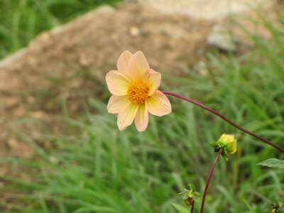 Blossom petal exotic photo