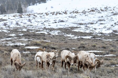 Rocky Mountain bighorn sheep photo