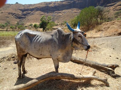 Domestic livestock ox
