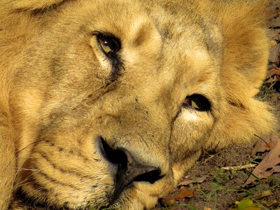 Close up animal portrait view
