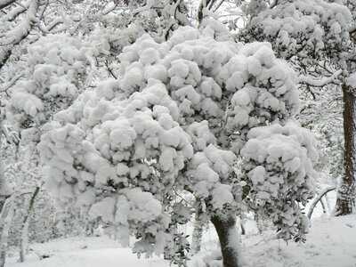 Snow winter white