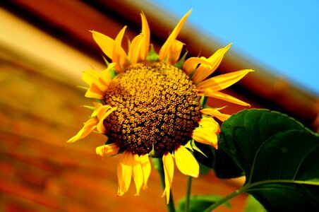Flowers yellow nature