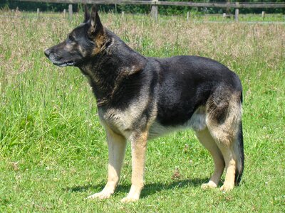 Dog pet wachhud