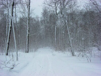 Trail forest snowfall photo