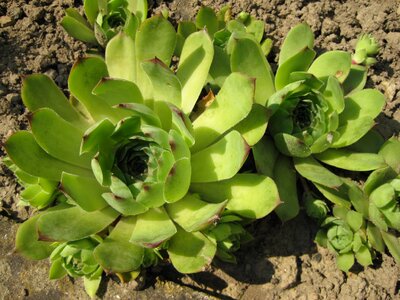 Sempervivum nature flower