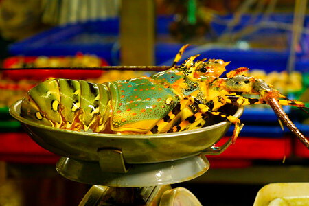 Lobster about to be cooked
