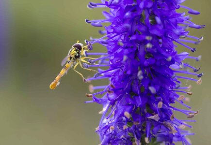Animal arthropod beautiful flowers