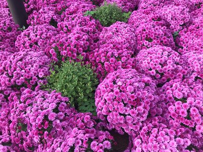 Pink Chrysanthemums flowers at Botanic Garden