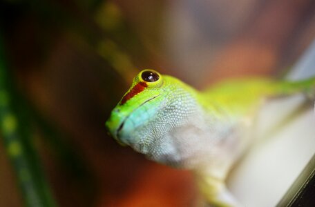 Lizard nature pet