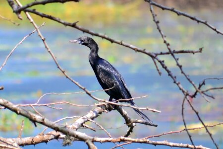 Fly sri lanka wild life photo