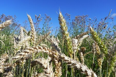 Cereals grain wheat field