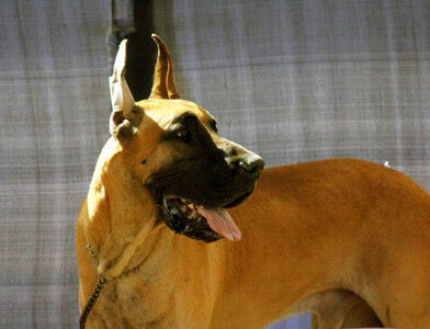 Great Dane photo