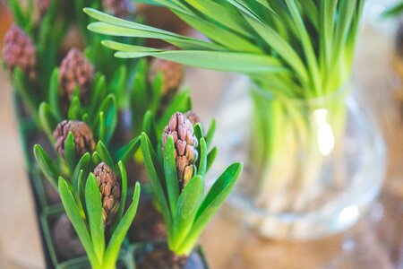 Flower hyacinth spring photo