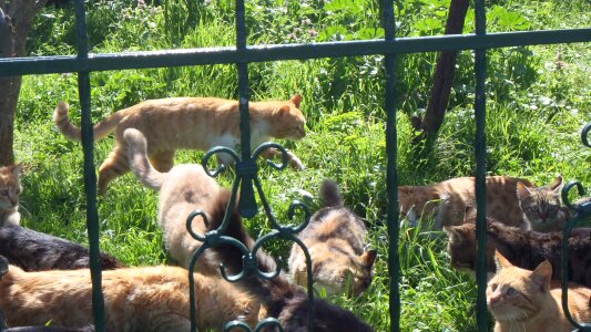 Cat coulter feed search