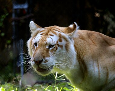 Animal tiger predator