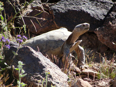 Mojave desert tortoise photo