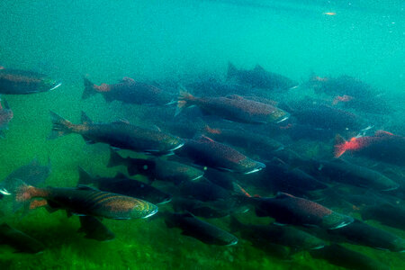 Sockeye Salmon-1