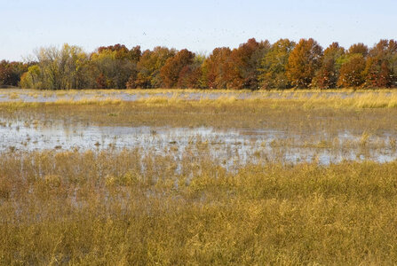Wetland with autumn trees and ducks rising photo