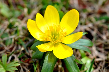 Beautiful beautiful flowers biology