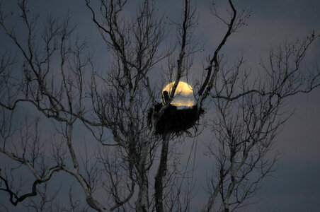 NCTC eagles nest at night-2 photo