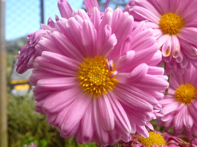 Pink Flowers Beautiful