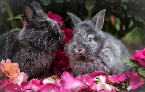 Two Little Gray Dwarf Rabbits Sitting Outdoors photo