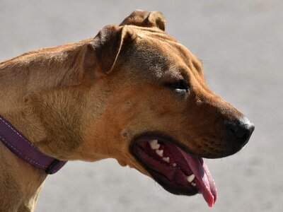 Boxer dog portrait photo