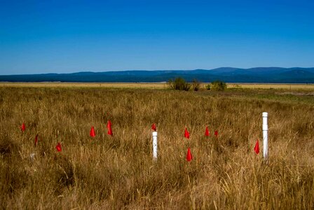 Grass Plants red viola photo