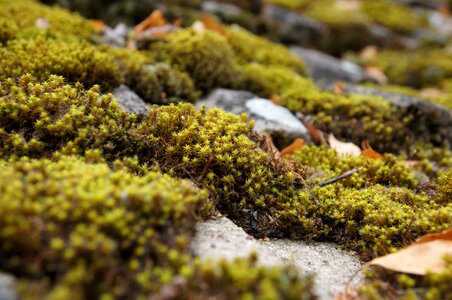 Close grass plants lichen
