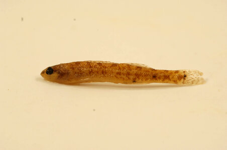 Etheostoma fusiforme