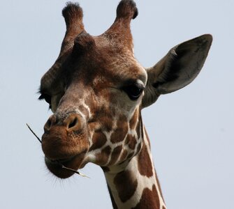 Animal wildlife wild