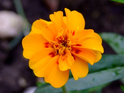 Beauty tiny flower
